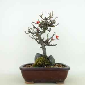 盆栽 紅葉 清姫 樹高 16cm〜18cm もみじ Acer palmatum モミジ カエデ