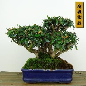 盆栽 縮緬葛 樹高 約13cm ちりめんかずら 高級盆栽 チリメンカズラ テイカカズラ属 つる性 常緑樹 観賞用 小品 現品