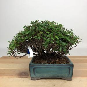 盆栽：縮緬葛（チリメンカズラ）*現品 一点物 ちりめんかずら Kazura