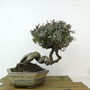 盆栽 特選：皐月(明美の月)現品*さつき サツキ Satsuki bonsai 小品
