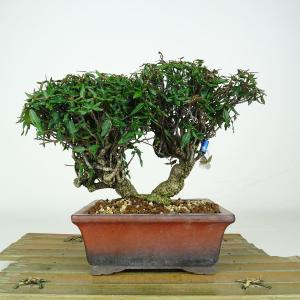 中品盆栽：美男葛(ビナンカズラ) 現品*びなんかずら Kadsura : 遊恵