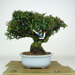 盆栽 縮緬葛 樹高 約19cm ちりめんかずら tirimenkazura チリメンカズラ テイカカズラ属 つる性 常緑樹 鑑賞 観賞用 小品 現品