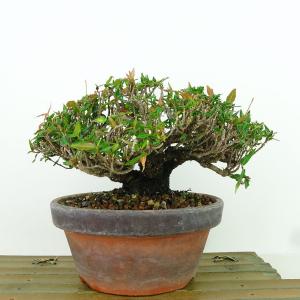 盆栽：縮緬葛（チリメンカズラ）*現品 一点物 ちりめんかずら Kazura