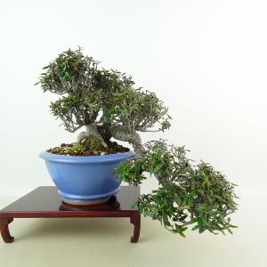 盆栽 縮緬葛 樹高 上下 約22cm ちりめんかずら tirimenkazura チリメンカズラ 懸崖 テイカカズラ属 つる性 常緑樹 観賞用 現品