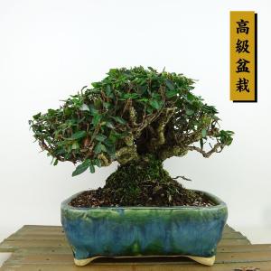 盆栽 縮緬葛 樹高 約15cm ちりめんかずら 高級盆栽 tirimenkazura チリメンカズラ テイカカズラ属 つる性 常緑樹 観賞用 小品 現品