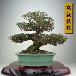 盆栽 縮緬葛 樹高 約19.5cm ちりめんかずら 高級盆栽 tirimenkazura チリメンカズラ テイカカズラ属 つる性 常緑樹 鑑賞 観賞用 現品
