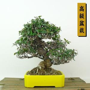 盆栽 縮緬葛 樹高 約18cm ちりめんかずら 高級盆栽 tirimenkazura チリメンカズラ テイカカズラ属 つる性 常緑樹 観賞用 小品 現品