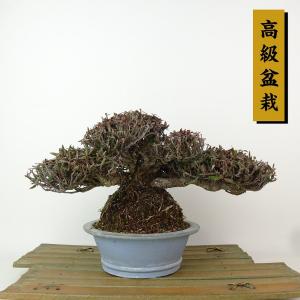 盆栽 縮緬葛 樹高 約13cm ちりめんかずら 高級盆栽 チリメンカズラ 石付き テイカカズラ属 つる性 常緑樹 観賞用 小品 現品