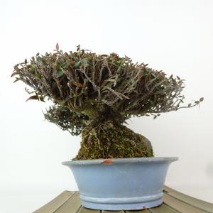 盆栽 縮緬葛 樹高 約13cm ちりめんかずら...の詳細画像1