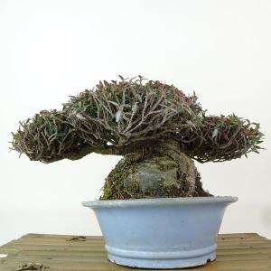 盆栽 縮緬葛 樹高 約13cm ちりめんかずら...の詳細画像2