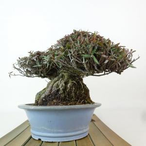 盆栽 縮緬葛 樹高 約13cm ちりめんかずら...の詳細画像3