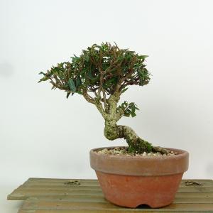 糸魚川真柏盆栽 中品 ☆★イチオシ★☆ 中品糸魚川真柏盆栽 11-2 - メルカリ