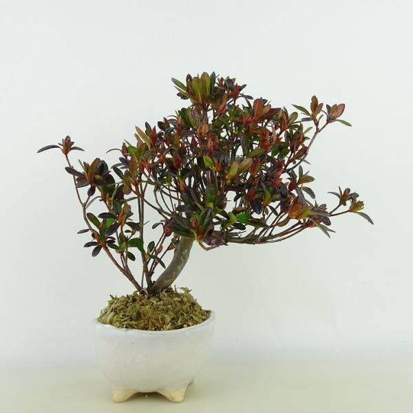 盆栽 ツツジ 黒光司 樹高 約17cm Rhododendron コッコウノツカサ 濃紅 ツツジ科 ...
