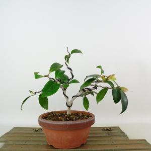 盆栽 皐月 若恵比須 樹高 約12cm さつき Rhododendron indicum