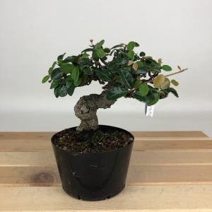 中品盆栽：皐月(星の輝き)現品*送料無料 : 遊恵盆栽 Yahoo!店 - 通販