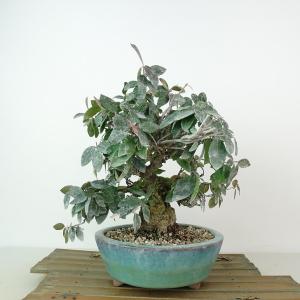 盆栽 特選：一位(イチイ） 現品*いちい Taxus cuspidata Ichii bonsai