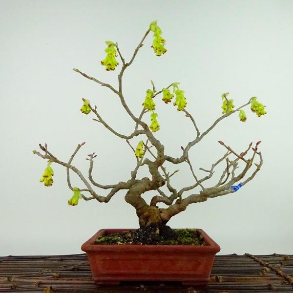 盆栽 土佐水木 樹高 約26cm とさみずき Corylopsis spicata トサミズキ マン...