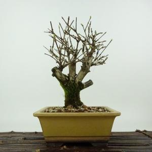 盆栽：岩四手(いわしで) 現品 *イワシデ Carpinus turczaninovii