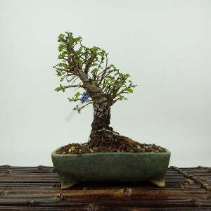 盆栽：欅(けやき) 現品*ケヤキ Zelkova serrata Keyaki bonsai 小品