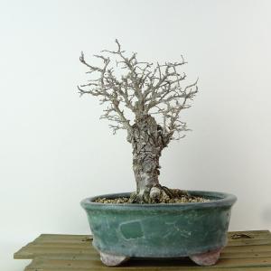 小品盆栽：特選宮様楓 現品*かえで カエデ Kaede 送料無料