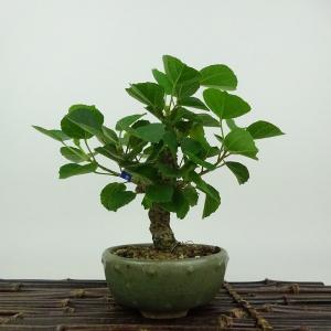 盆栽 梅擬 樹高 約48cm うめもどき Ilex serrata ウメモドキ 石付き