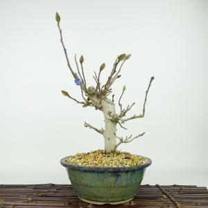 盆栽鉢 常滑 樹晃 鴻陽陶園 小型 長辺 約17cm 木瓜鉢 外縁 釉薬 現品