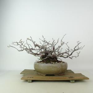 盆栽鉢 「紀伊染付山水図楕円鉢」 植木鉢 絵付鉢 作家鉢 磁器 呉須 共