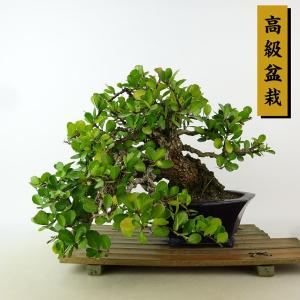 盆栽 針蔓柾 樹高 上下 約20cm はりつるまさき 高級盆栽 ハリツルマサキ 半つる性 ニシキギ科 常緑樹 観賞用 小品 現品