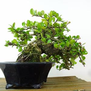 盆栽 針蔓柾 樹高 上下 約20cm はりつる...の詳細画像2
