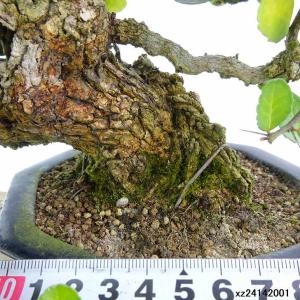 盆栽 針蔓柾 樹高 上下 約20cm はりつる...の詳細画像4