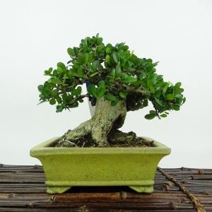 盆栽 針蔓柾 樹高 約17cm はりつるまさき ハリツルマサキ 半つる性 ニシキギ科 ハリツルマサキ属 常緑樹 観賞用 小品 現品
