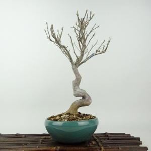盆栽小鉢：美芸（常滑）六角鬼面足面付鉢 15.5cm*資材 : 遊恵盆栽