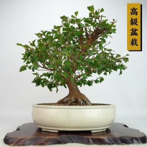 盆栽 姫沙羅 樹高 約33cm ひめしゃら 高級盆栽 Stewartia monadelpha ヒメシャラ ツバキ科 ナツツバキ属 落葉樹 観賞用 現品