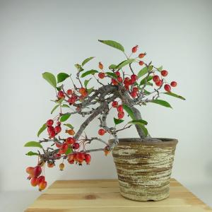 盆栽 姫美好 樹高 上下 約31cm ひめびこう ヒメビコウ バラ科 リンゴ属 落葉樹 観賞用 現品