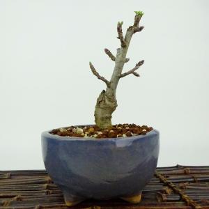 盆栽：欅(けやき) 現品*ケヤキ Zelkova serrata Keyaki bonsai 小品