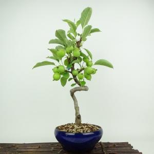 盆栽 特選：皐月(珍山)*現品 サツキ さつき Satsuki bonsai 大品盆栽