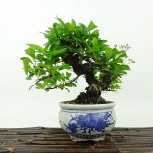 盆栽 特選：皐月(晃山)*現品 サツキ さつき Satsuki bonsai 大品盆栽