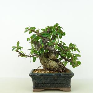 作業台：回転作業台 *資材 : 遊恵盆栽 Yahoo!店 - 通販 - Yahoo