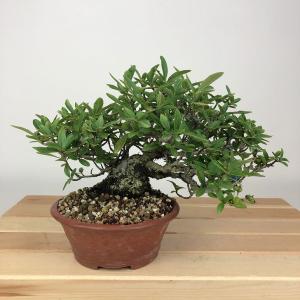 盆栽用飾卓 盆栽飾り台 「紫檀透彫長方卓」盆栽卓 盆栽台 花台 長方卓