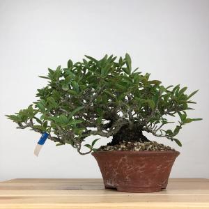 盆栽 ピラカンサ 樹高 約14cm Pyrac...の詳細画像2