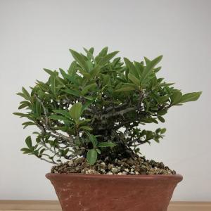 盆栽 ピラカンサ 樹高 約14cm Pyrac...の詳細画像3