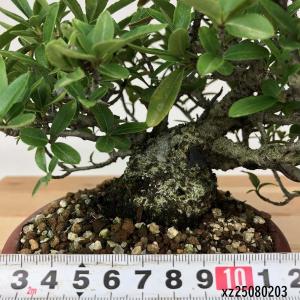 盆栽 ピラカンサ 樹高 約14cm Pyrac...の詳細画像4