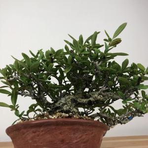 盆栽 ピラカンサ 樹高 約14cm Pyrac...の詳細画像5