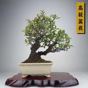 盆栽 ピラカンサ 樹高 約21cm 高級盆栽 Pyracantha バラ科 常緑樹 鑑賞 観賞用 現品