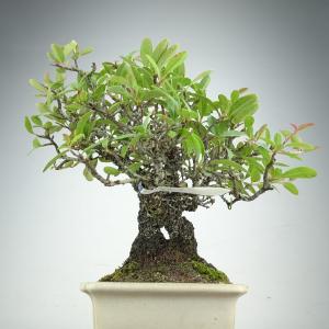 盆栽 ピラカンサ 樹高 約21cm 高級盆栽 ...の詳細画像1
