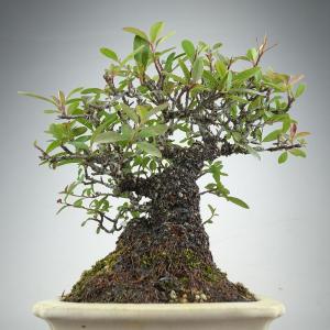 盆栽 ピラカンサ 樹高 約21cm 高級盆栽 ...の詳細画像3