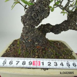 盆栽 ピラカンサ 樹高 約21cm 高級盆栽 ...の詳細画像4