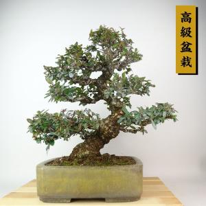 盆栽 梅擬 樹高 約48cm うめもどき Ilex serrata ウメモドキ 石付き