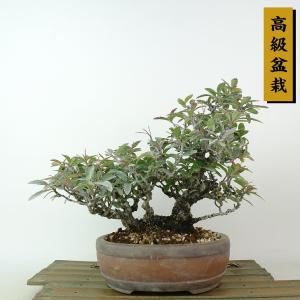 盆栽 ピラカンサ 樹高 約19cm 高級盆栽 Pyracantha オレンジ バラ科 常緑樹 観賞用 小品 現品