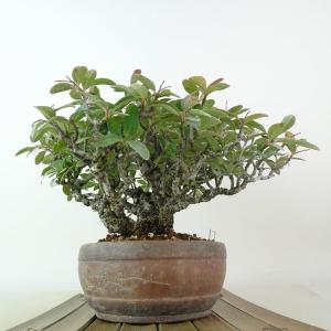 盆栽 ピラカンサ 樹高 約19cm 高級盆栽 ...の詳細画像3